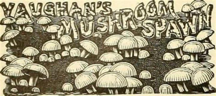 Discovering the Mattituck Library: A Community Gem