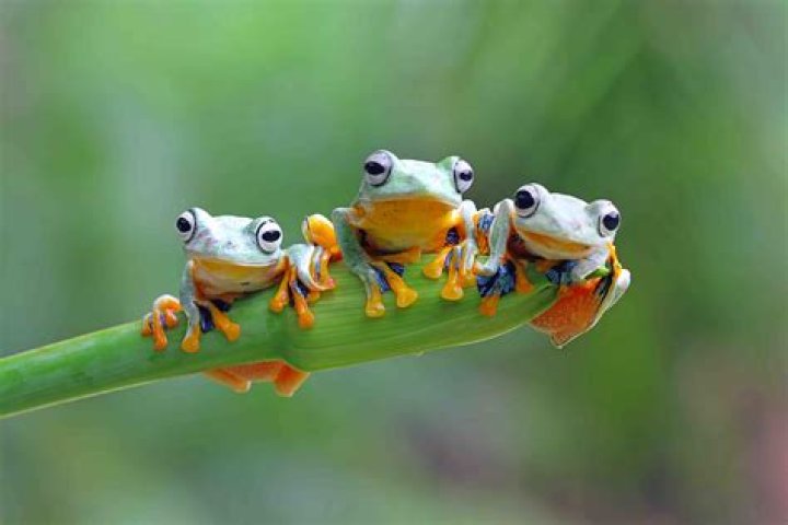 Exploring the World of Cute Frogs: Nature's Adorable Amphibians