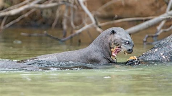 Exploring the World of Otter Gay: A Unique Perspective on Identity